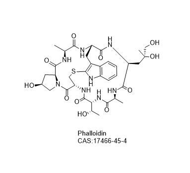 Phalloidin