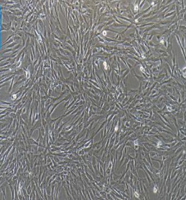 NCI-H889[H889] ATCC细胞