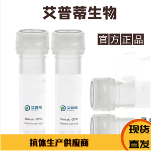 DCTN3抗体；DCTN3 antibody  艾普蒂生物       