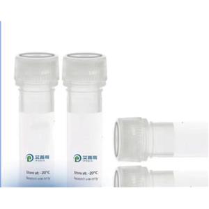 IKBKE抗体；IKBKE antibody 艾普蒂生物       