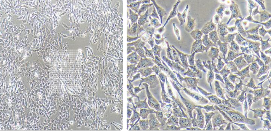 荧光素酶标记的小鼠肺泡巨噬细胞MH-S/LUC