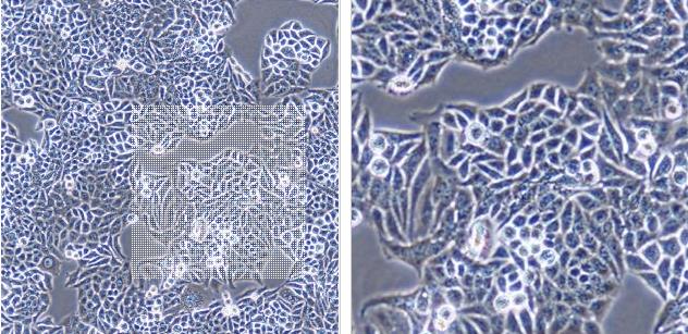 人组织细胞淋巴瘤细胞+LUCU937/LUC-PURO