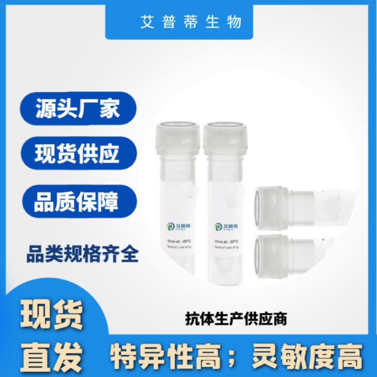 TMPRSS11B抗体；TMPRSS11B antibody 艾普蒂生物        