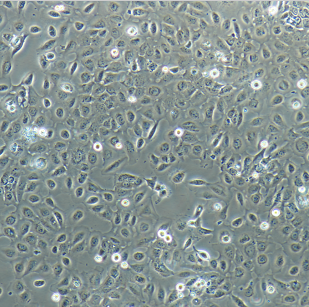 人胚肾细胞-绿色荧光蛋白标记293T/GFP