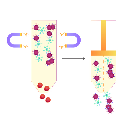 HER2磁珠-ACROBiosystems百普赛斯