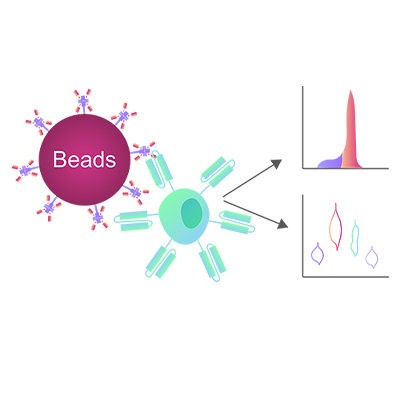 Mesothelin磁珠-ACROBiosystems百普赛斯