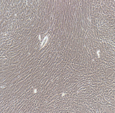 大鼠视网膜神经节细胞RGCs