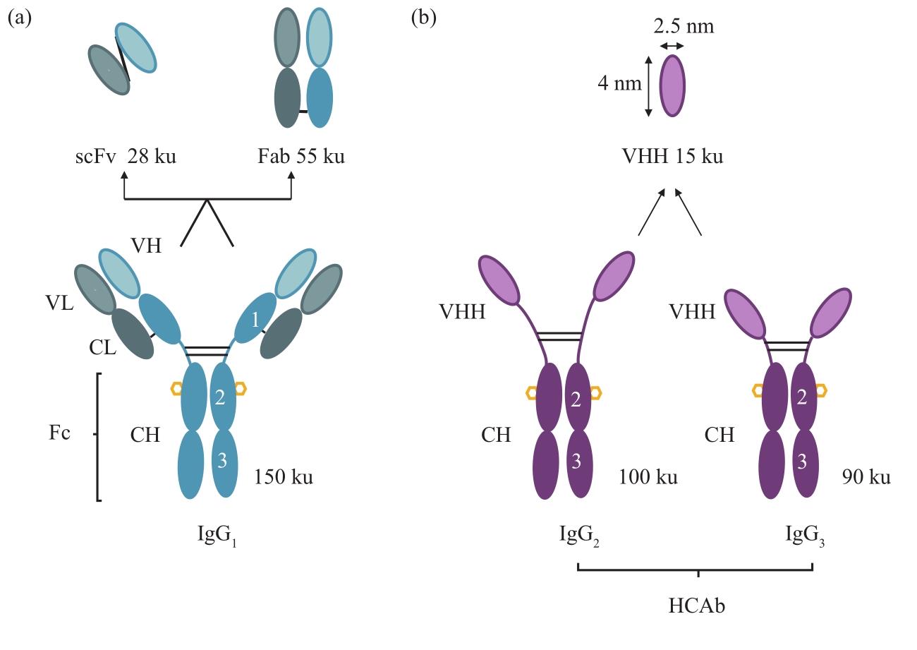 纳米抗体3种形式 与 传统抗体的比较.jpg