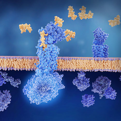重组人CD40 Ligand/TNFSF5蛋白-ACROBiosystems百普赛斯