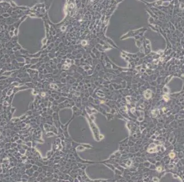 Bio-73125人胰腺癌细胞 