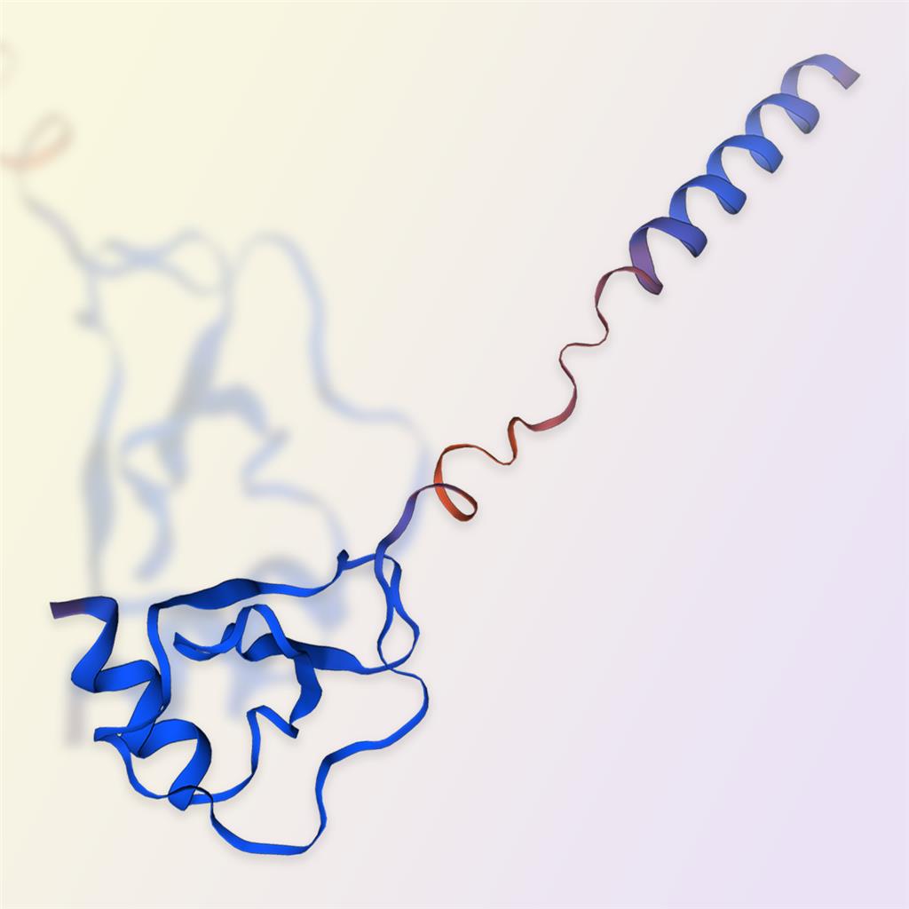 CCL22/MDC蛋白-ACROBiosystems百普赛斯