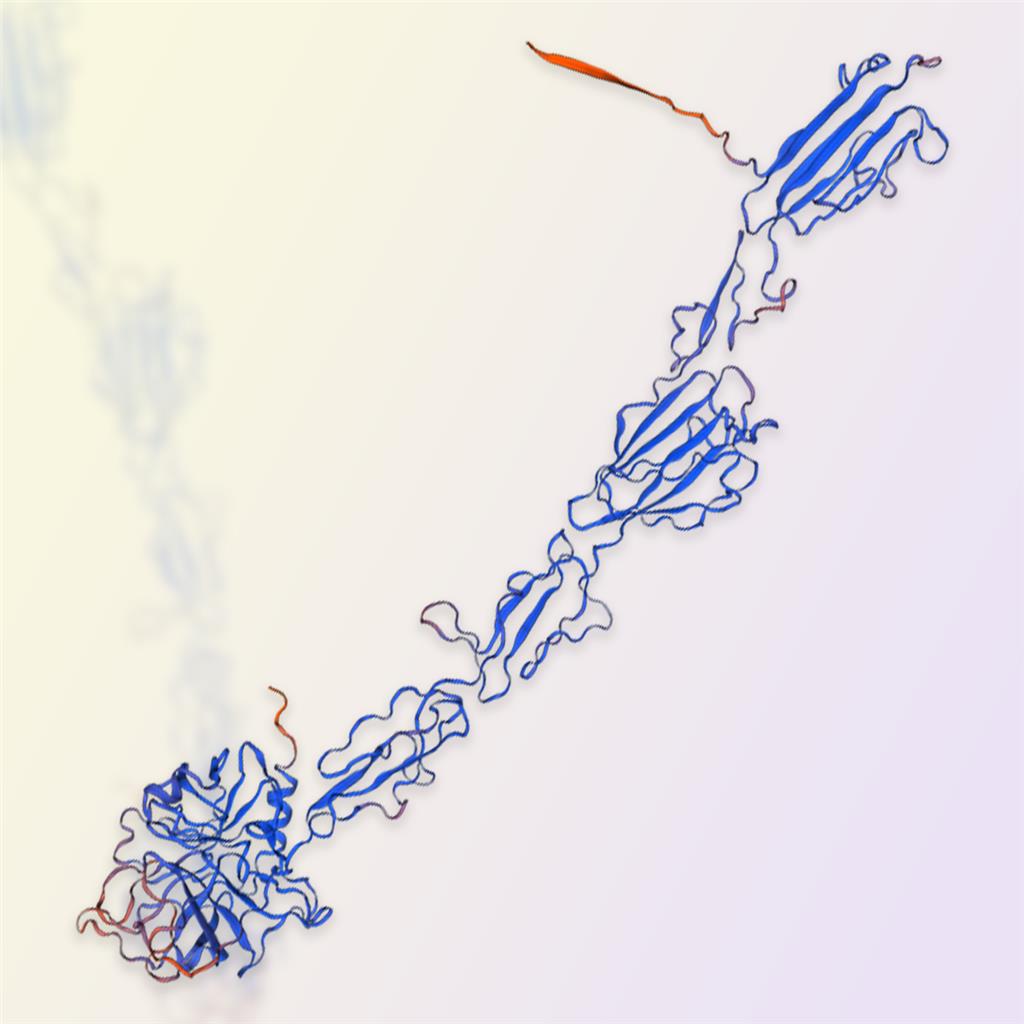 补体C1S蛋白（Complement C1s）-ACROBiosystems百普赛斯