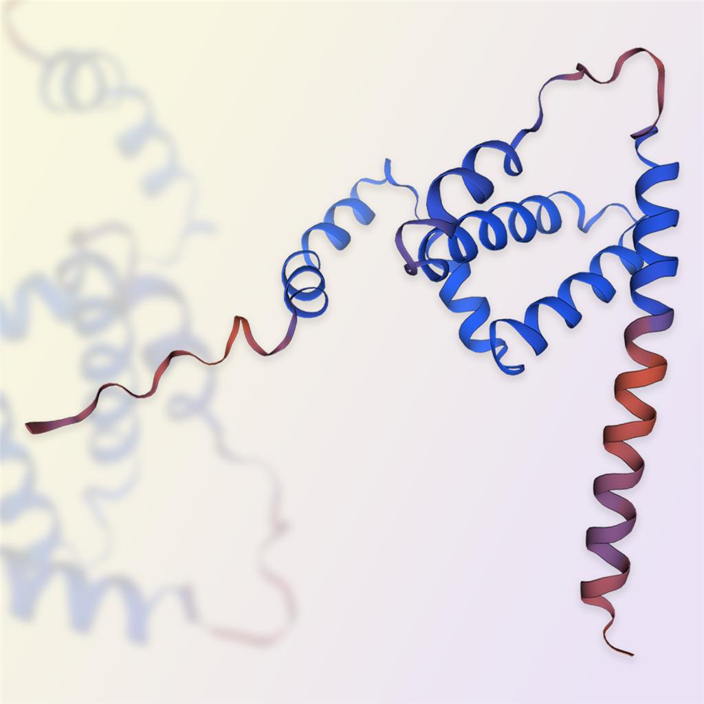 IFN-gamma/干扰素-γ，ACROBiosystems百普赛斯