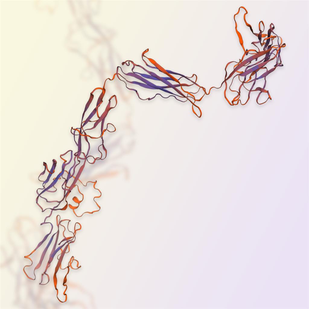 VEGF R3蛋白-ACROBiosystems百普赛斯