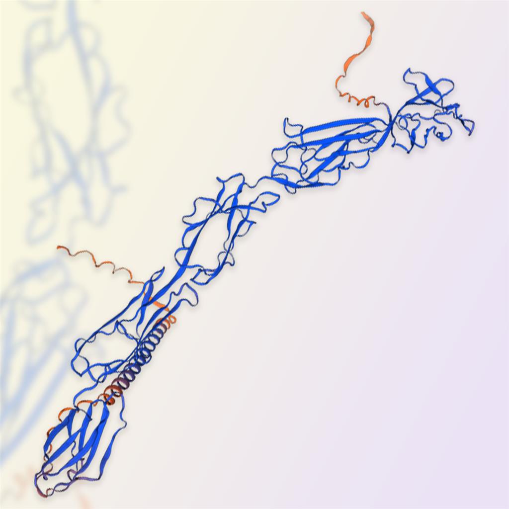 ALCAM/CD166蛋白-ACROBiosystems百普赛斯
