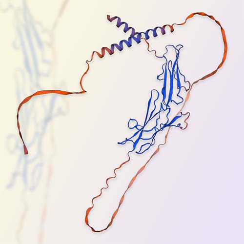 MAdCAM1重组蛋白，ACROBiosystems百普赛斯