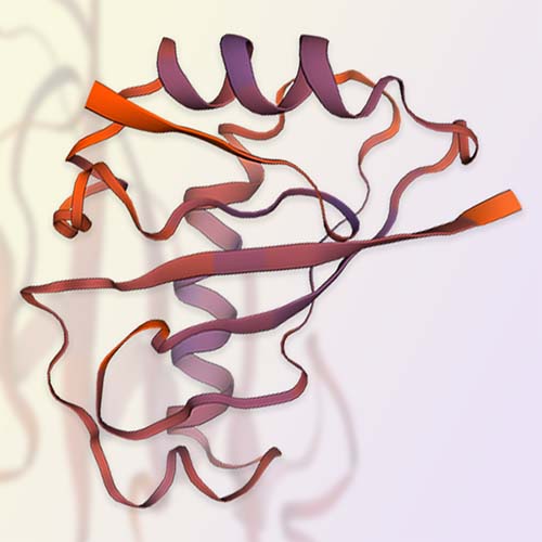 重组人Mucin-1/MUC-1蛋白-ACROBiosystems百普赛斯