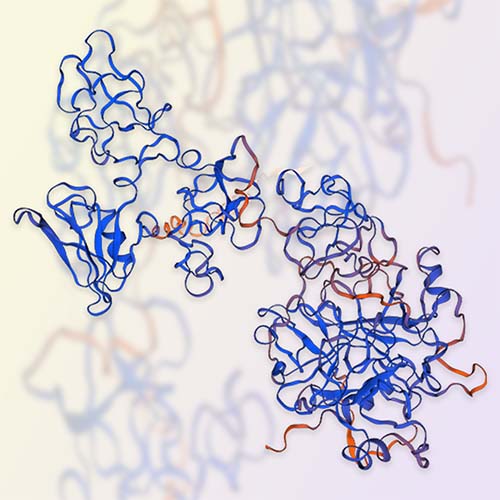 重组人HGF蛋白-ACROBiosystems百普赛斯