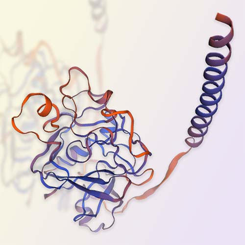 FGL1重组蛋白，ACROBiosystems百普赛斯