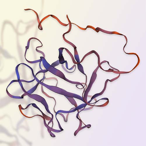 FGF basic重组蛋白，ACROBiosystems百普赛斯