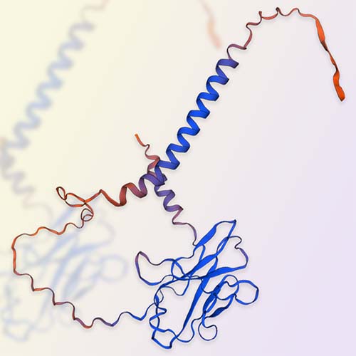 CD8 alpha & beta，ACROBiosystems百普赛斯