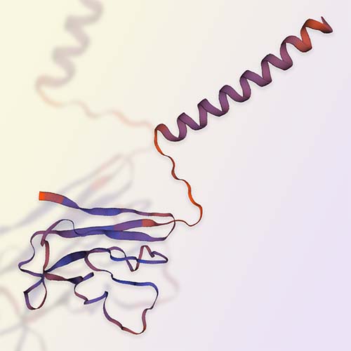 CD73重组蛋白，ACROBiosystems百普赛斯