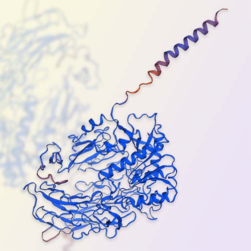 DPPIV重组蛋白，ACROBiosystems百普赛斯