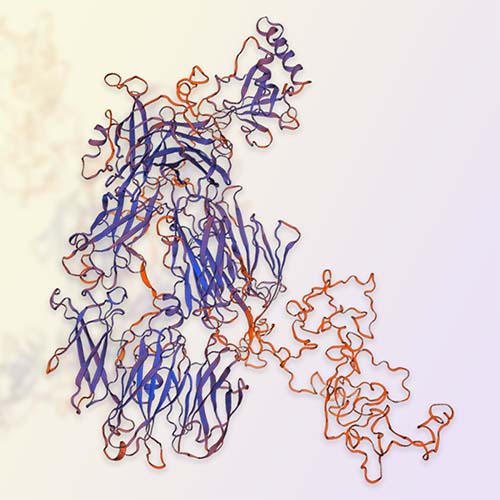 补体C3/Complement C3，ACROBiosystems百普赛斯