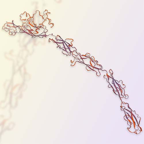 重组人Cadherin-17/CDH17蛋白-ACROBiosystems百普赛斯