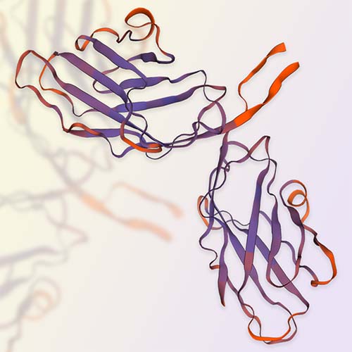 CD28蛋白/抗体 ACROBiosystems百普赛斯