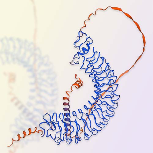 LRRC15重组蛋白，ACROBiosystems百普赛斯