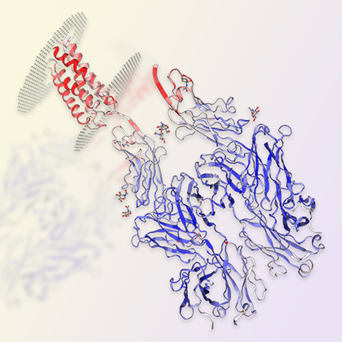 重组人CD47蛋白-ACROBiosystems百普赛斯