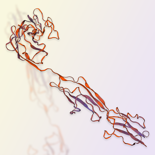 CEACAM1重组蛋白，ACROBiosystems百普赛斯