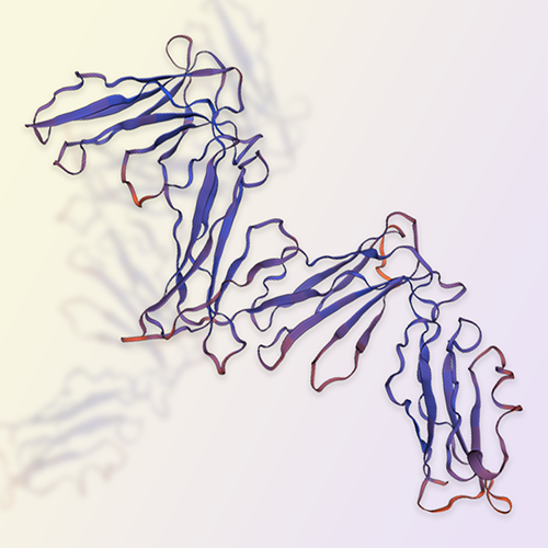 LILRB1重组蛋白，ACROBiosystems百普赛斯