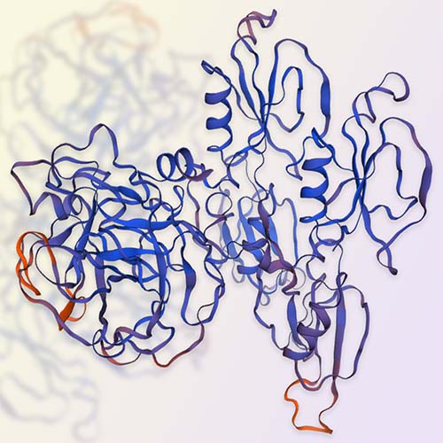 凝血因子XI,FXI蛋白-ACROBiosystems百普赛斯