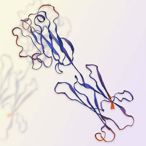 B7-H2重组蛋白，ACROBiosystems百普赛斯