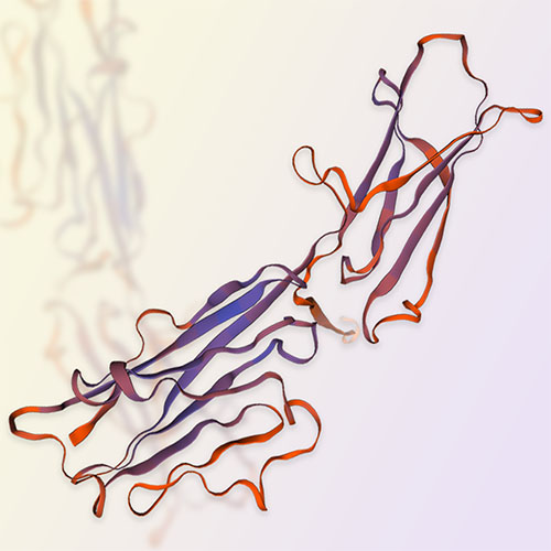 B7-H3/CD276蛋白 ACROBiosystems百普赛斯