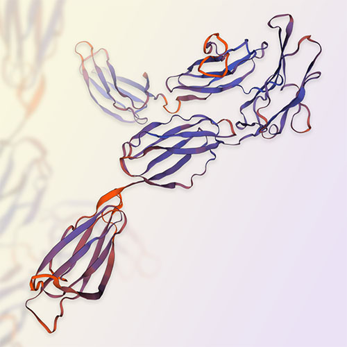 Flt-3/CD135蛋白-ACROBiosystems百普赛斯