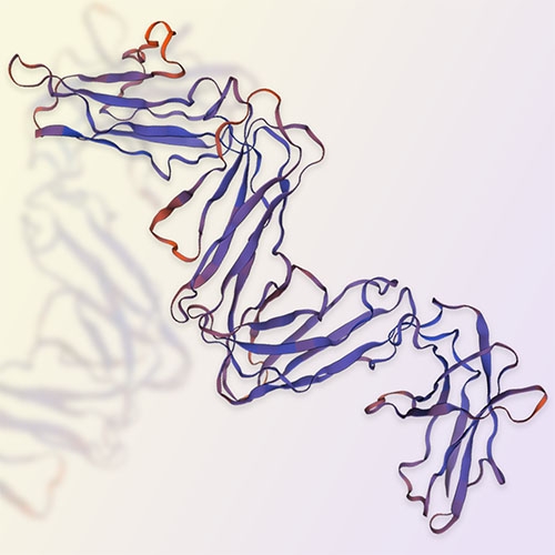 LILRB2重组蛋白，ACROBiosystems百普赛斯