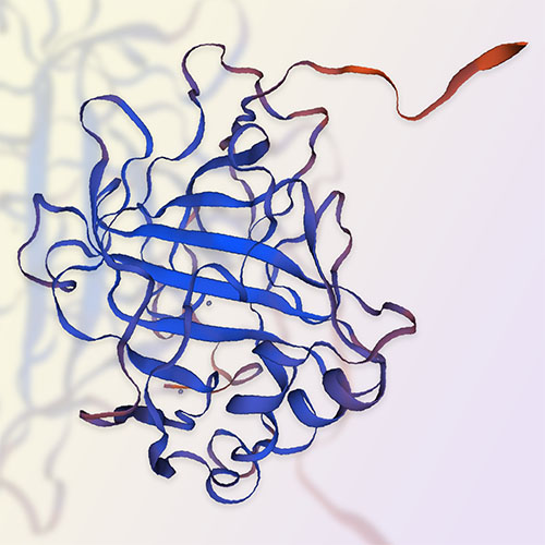 碳酸酐酶IX/Carbonic Anhydrase IX，ACROBiosystems百普赛斯