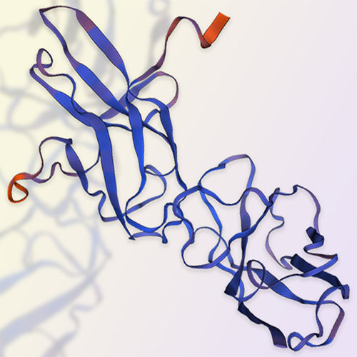 CD89重组蛋白-ACROBiosystems百普赛斯