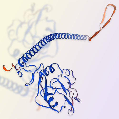 CLEC12A重组蛋白，ACROBiosystems百普赛斯