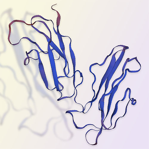 Fc gamma RIIA / CD32a ACROBiosystems百普赛斯