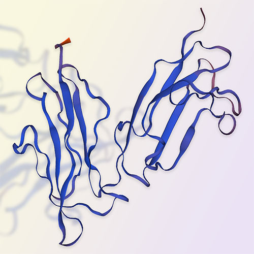 Fc gamma RIIB / CD32b，ACROBiosystems百普赛斯