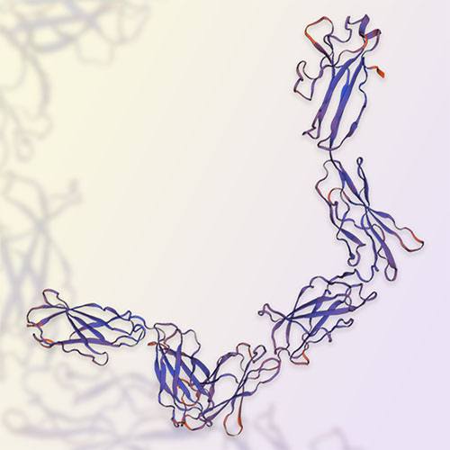 gp130重组蛋白，ACROBiosystems百普赛斯