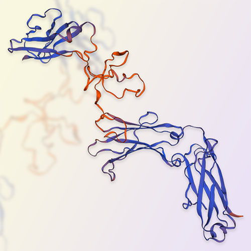 IgG3 Fc受体蛋白-ACROBiosystems百普赛斯