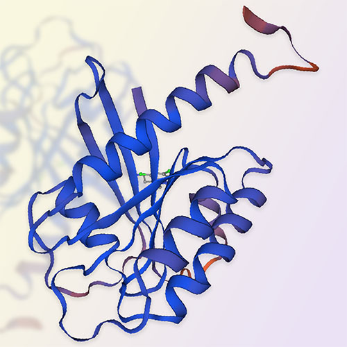 KRAS重组蛋白，ACROBiosystems百普赛斯