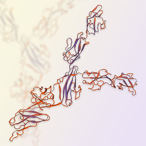 NCAM1重组蛋白，ACROBiosystems百普赛斯