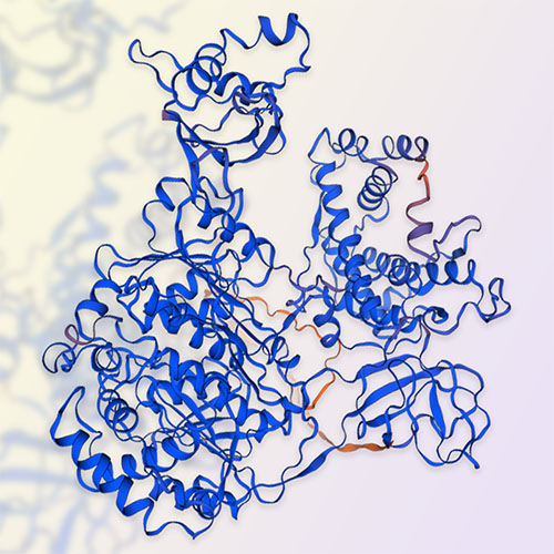 UBE1蛋白-ACROBiosystems百普赛斯