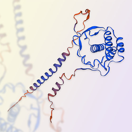 重组人Flt-3 Ligand蛋白-ACROBiosystems百普赛斯